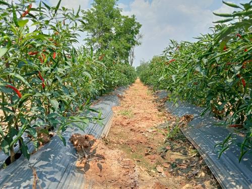 แซบนี้! ที่สีชมพู